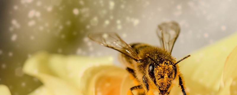 Start projektu 'Zachraňte včely'